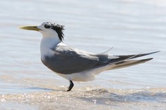 Great Crested Tern